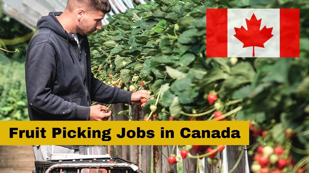 Fruit Picking Jobs In Canada 2024 With Salaries